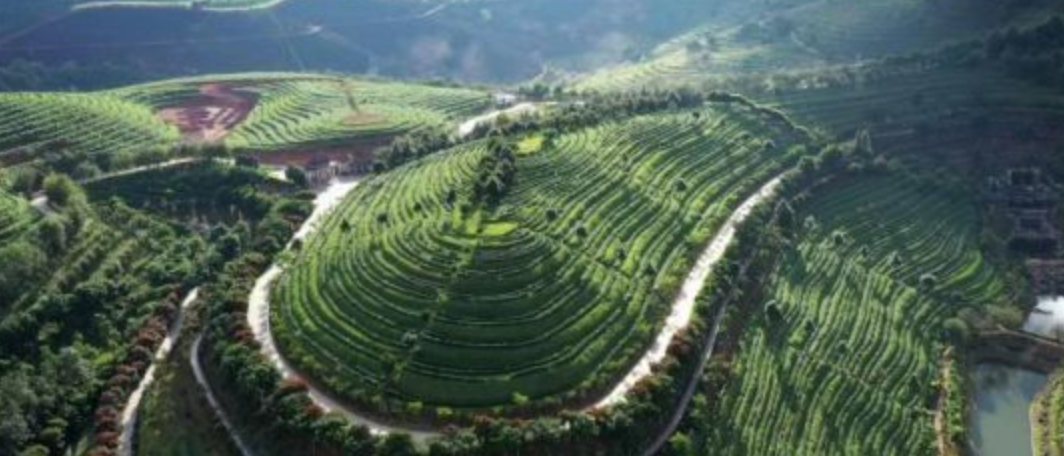 tea moutain